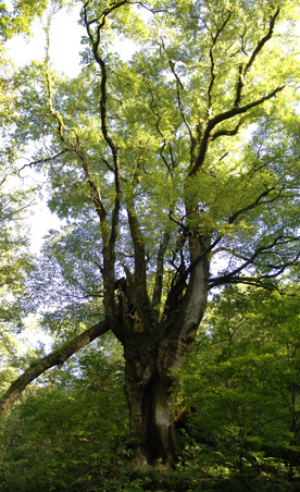 カツラ（桂）の大木。この木にとって10年さえほんの一瞬のできごとかもしれない。