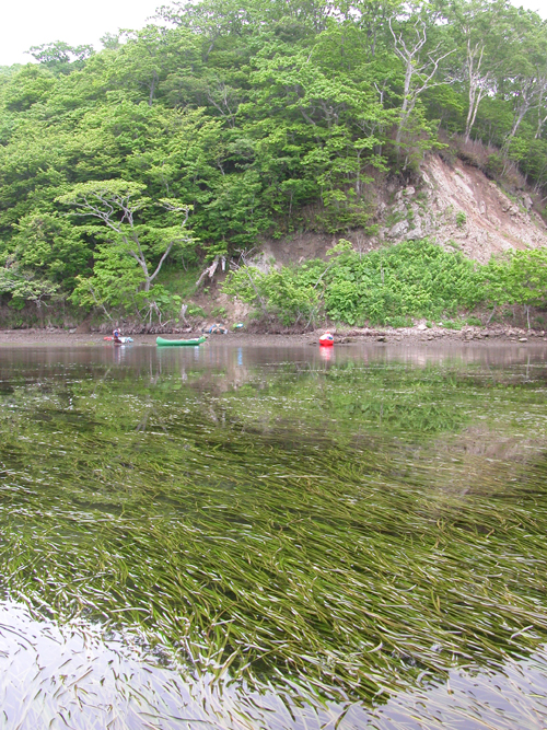 湿原内を流れる別寒辺牛川の河口に位置する厚岸湖．浅瀬にはアマモが密生している．
