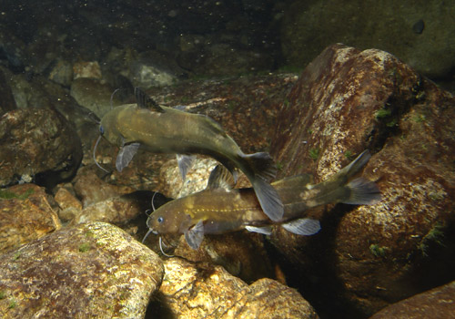 夜の川底を踊るように泳ぐネコギギ