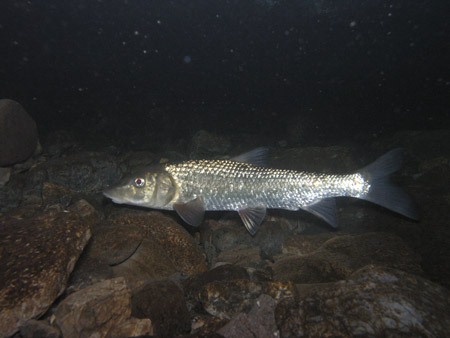 速い流れの中で定位する40cmほどの個体。