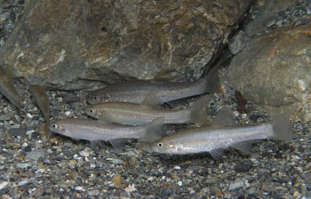 群れでいることが多い。