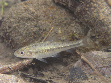 川底近くに群れでいることが多い。