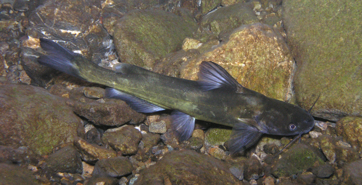 川底でじっとしていることが多い。