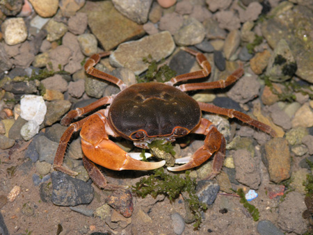 水生のコケ類を食べている。