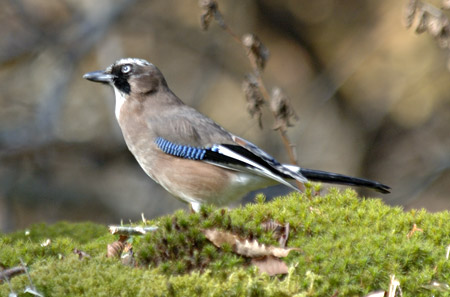 晩秋、木の実を探して飛びまわる。