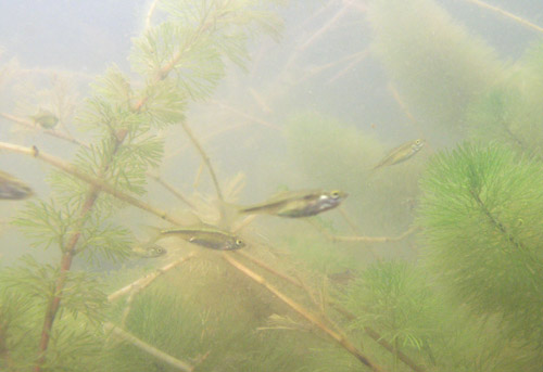 群れでいることが多い。貧酸素に弱いためか、水面近くにいることが多い。