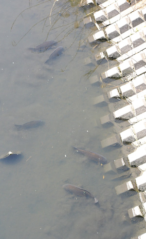 早春、浅場にやってきて繁殖する。