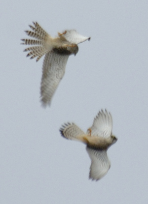 空中でアクロバティックに戯れる