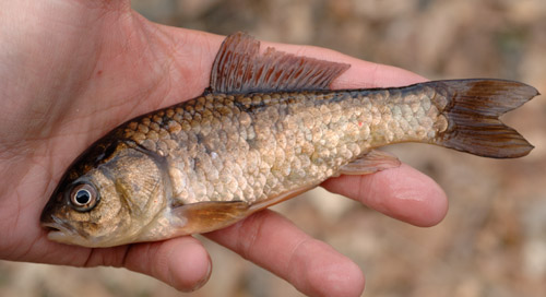 頭部が大きく、体色の赤みが強い。