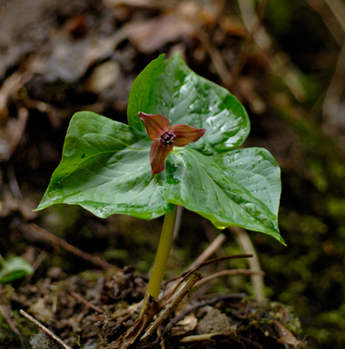 雪解けした山の斜面を彩る