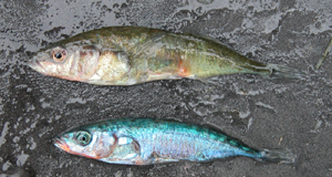 イトヨ日本海型．上：雌，下：雄．雄は，赤と青の婚姻色を呈している．