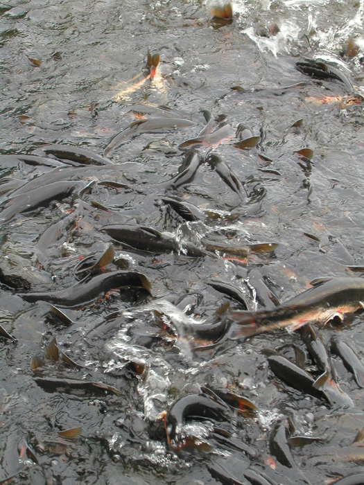 マルタの群れ産卵.数十個体が群れをつくり,水しぶきを上げながら産卵している.