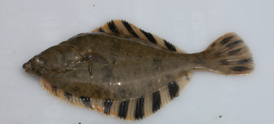 他のカレイ類と異なり，左側に眼がある．