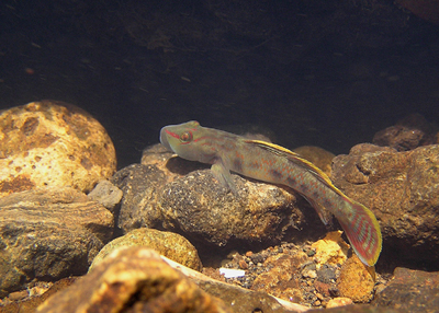 外敵の少ない海洋島独特の生物相のなかで進化してきたため岩陰に隠れることを知らない。それゆえ、防衛手段を持たない彼らにとって外来種の侵入は脅威である。