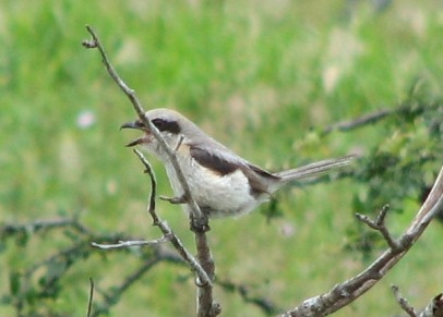高原モズといわれるタイプ