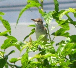 けたたましく鳴いていた