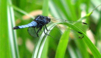 オス